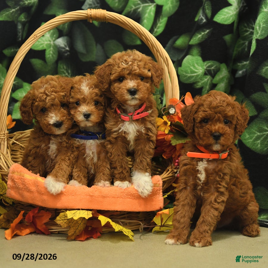 Miniature Poodle dogs George - Ad 2