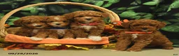 Miniature Poodle dogs for sale: George - Ad 2