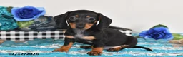 Miniature Dachshund dogs for sale: Freddie - Ad 5