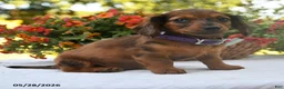 Dachshund dogs for sale: Oliver - Ad 4