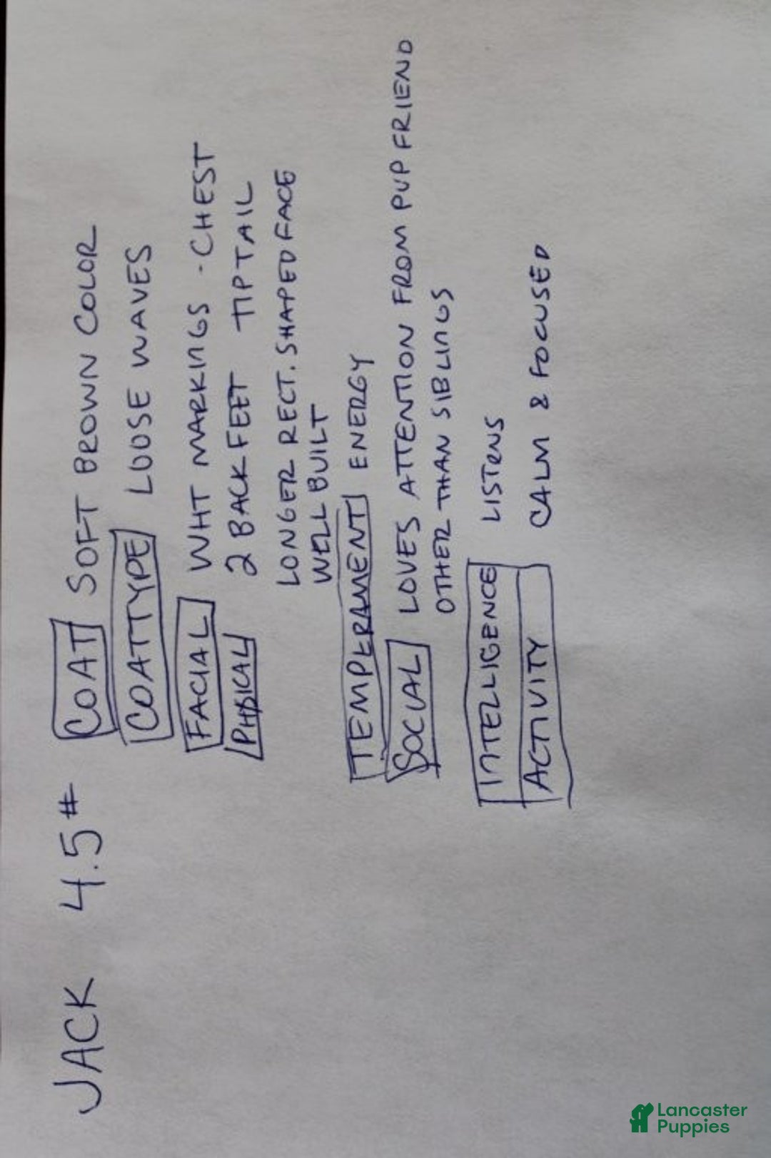 Mixed Breed dogs for sale: CavaPooChon Male - JACK - Ad 5