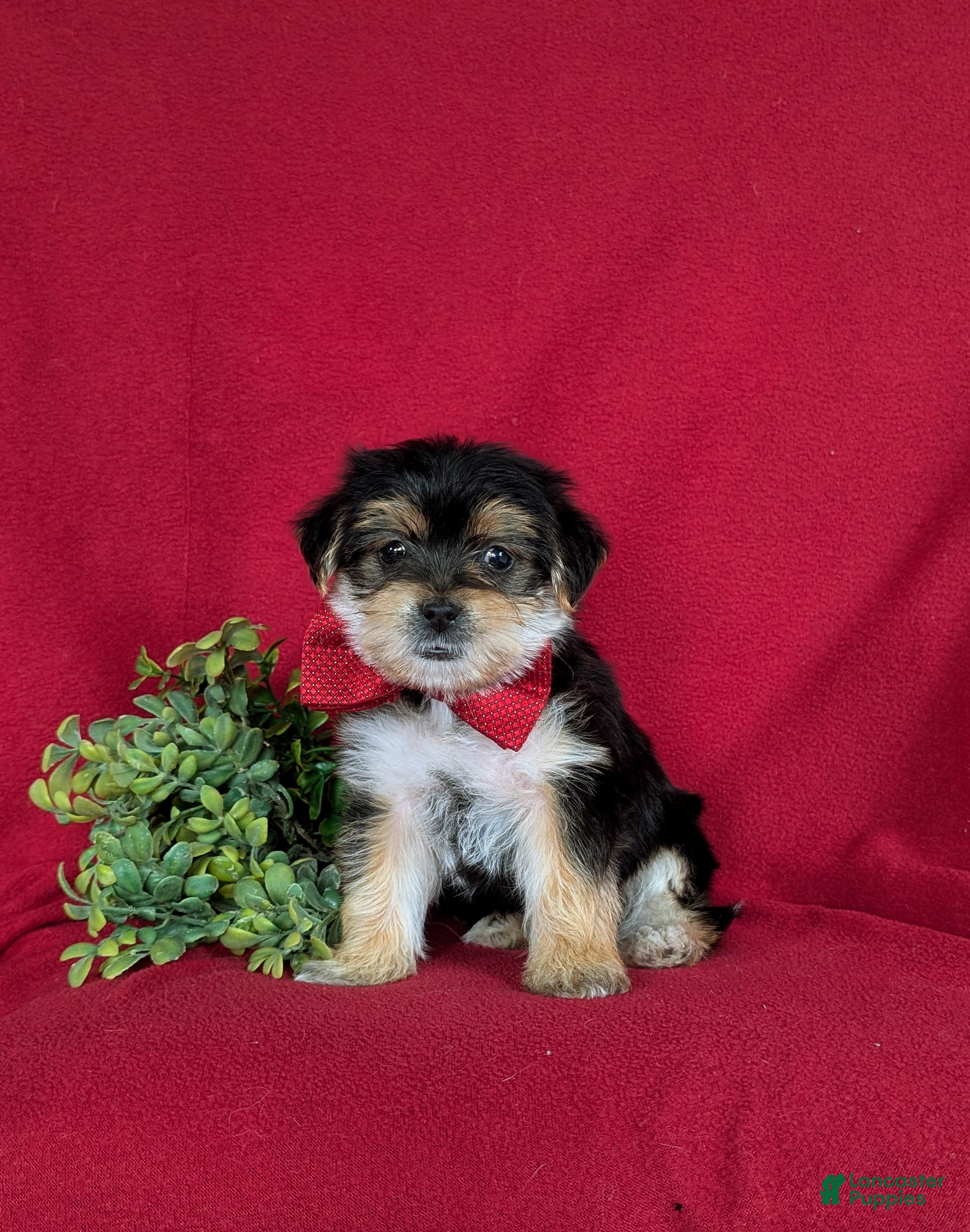 Morkie dogs Bennet 7 lbs Full Grown - Ad 2
