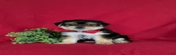 Morkie dogs for sale: Bennet 7 lbs Full Grown - Ad 3