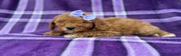 Cavapoo dogs for sale: Agnes - Ad 5