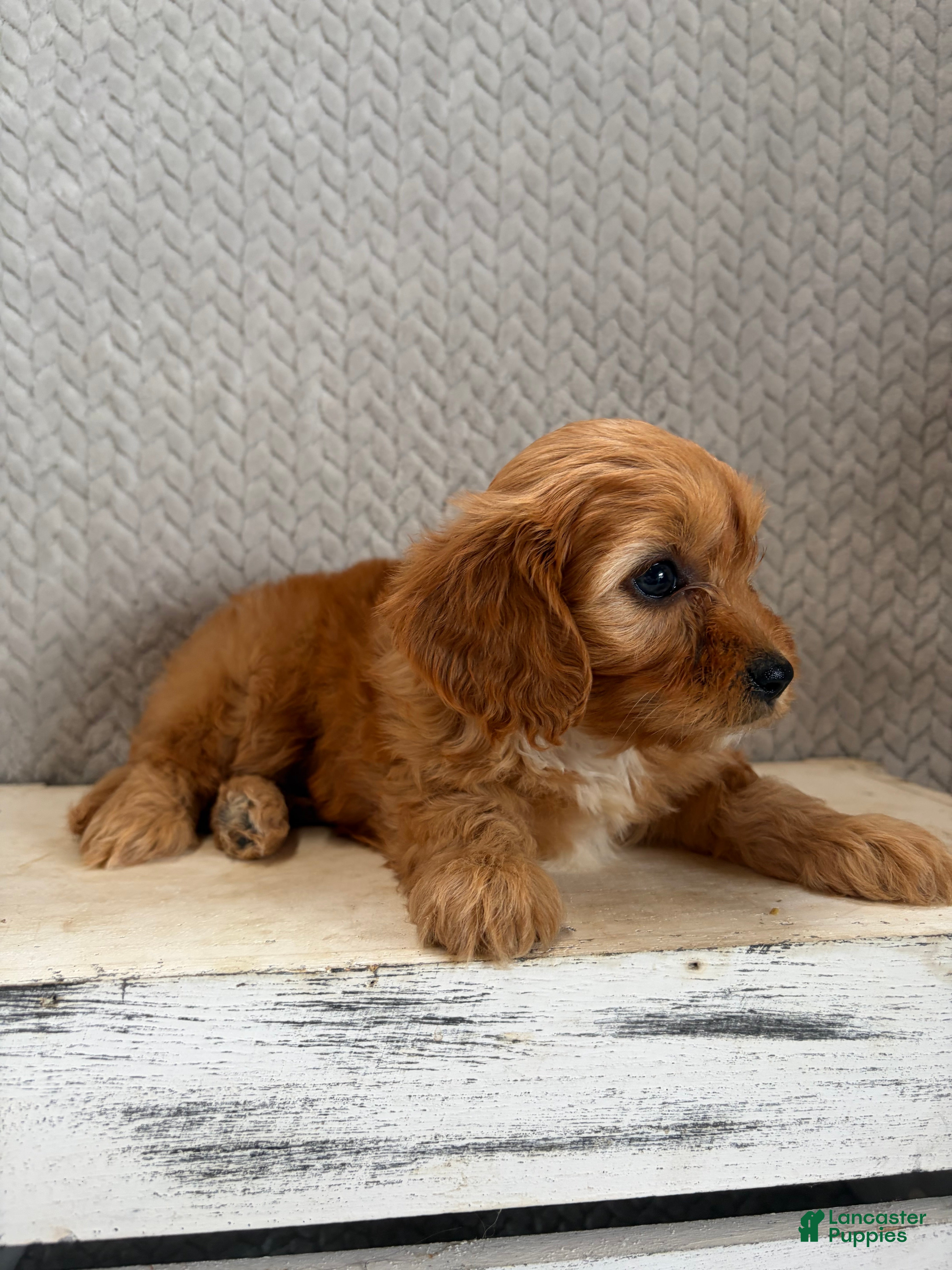 Cavapoo dogs Maya - Ad 2