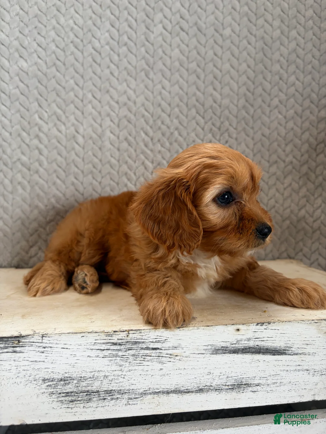 Cavapoo dogs for sale: Maya - Ad 2