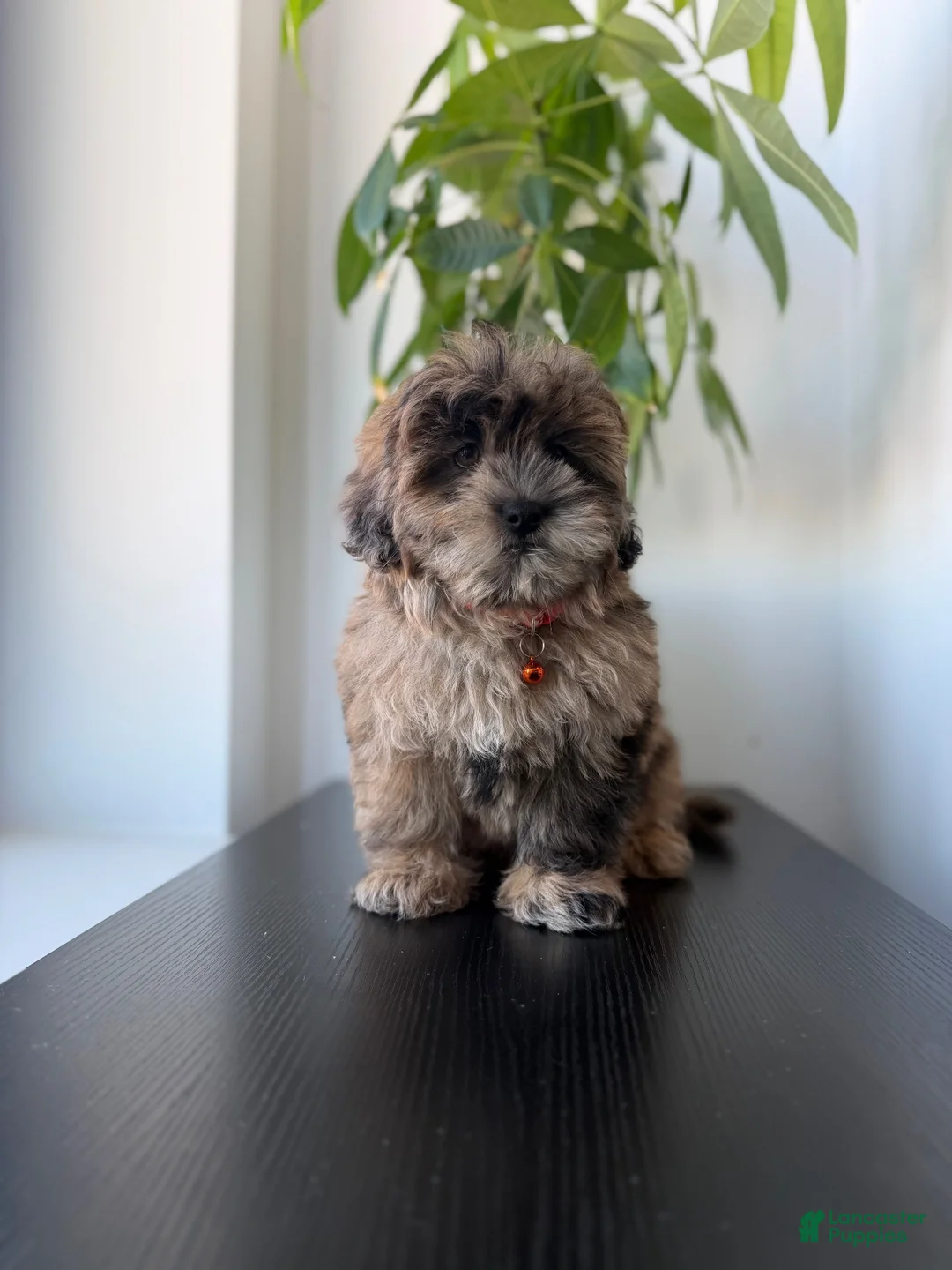 Shihpoo dogs for sale: Dexter  - Ad 5