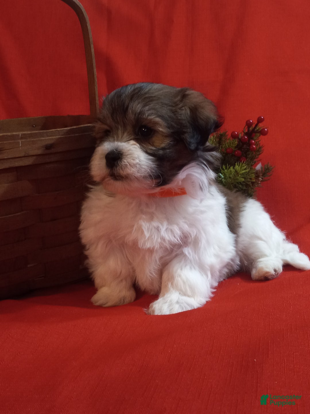 Teddy Bear dogs for sale: Misty - Ad 3