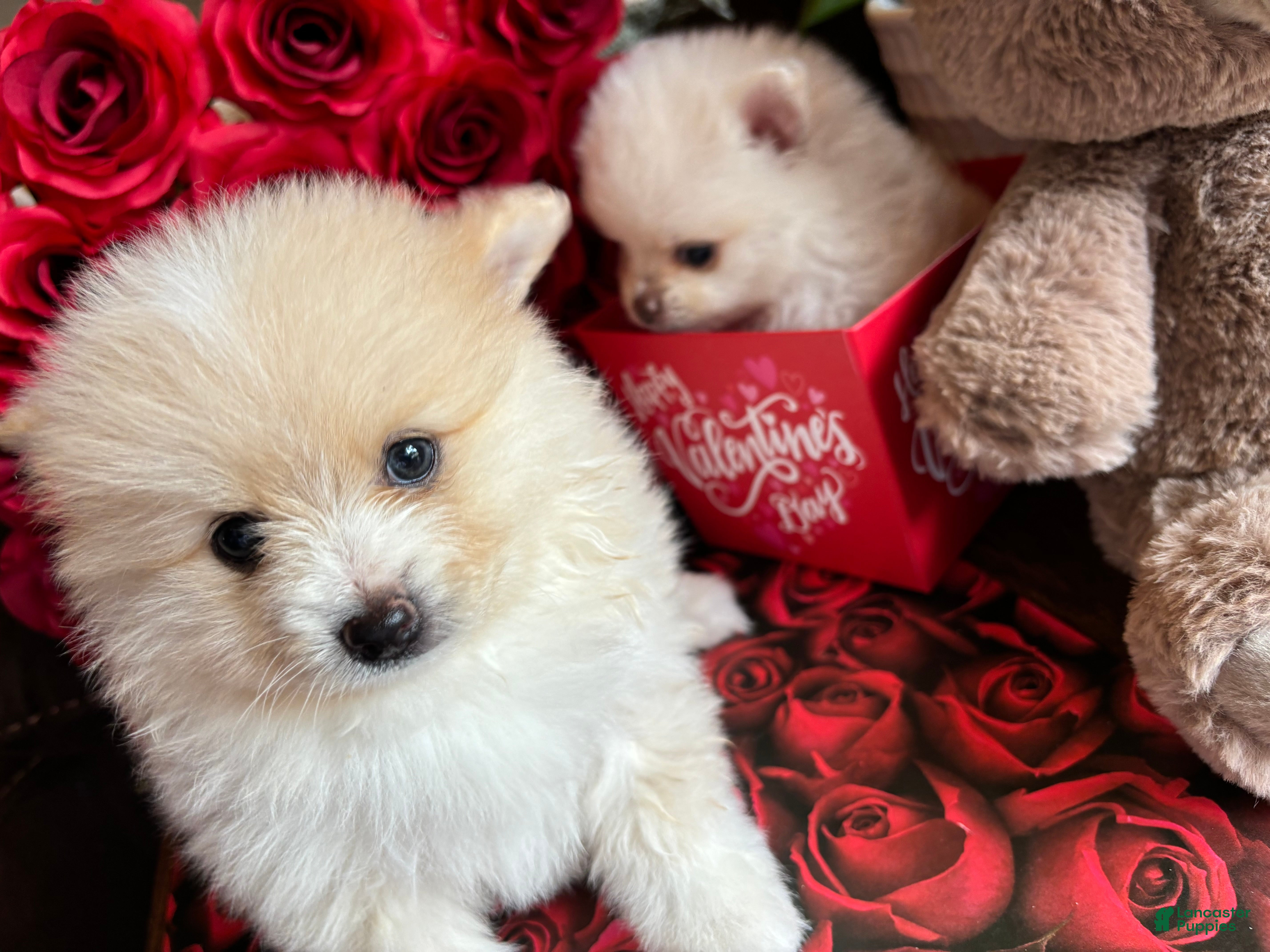 Pomeranian dogs Pomeranian Puppy 2 - Ad 9