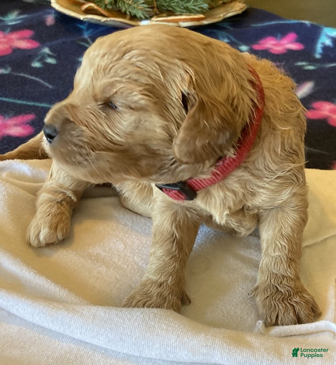 Labradoodle dogs for sale: Simba - Ad 2