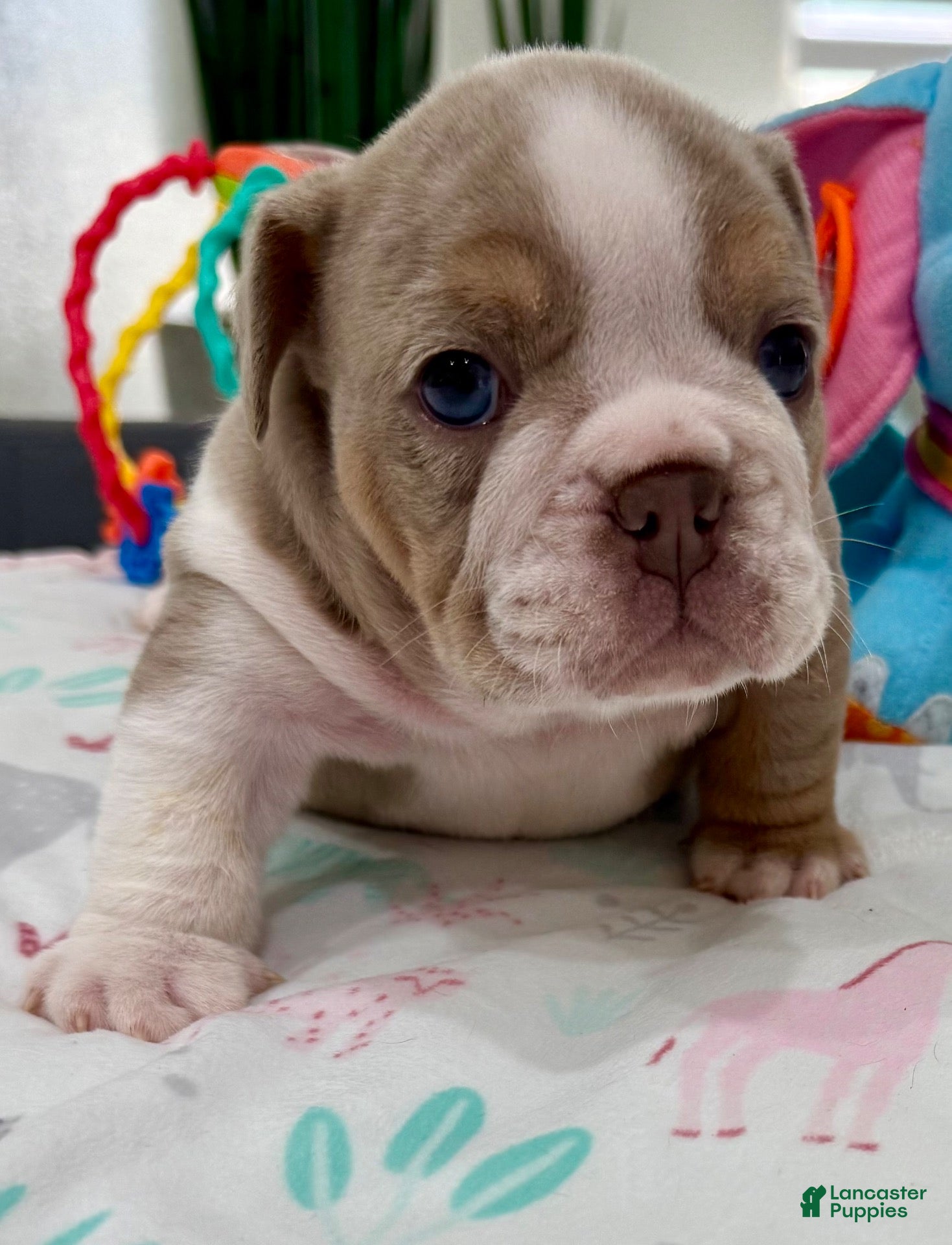 English Bulldog dogs for sale: Linda - Ad 2