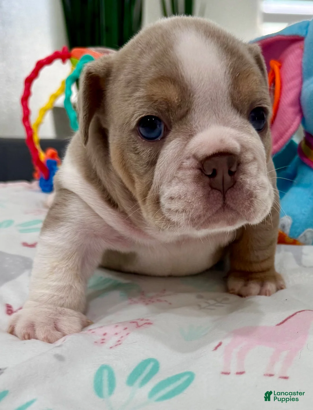 English Bulldog dogs for sale: Linda - Ad 1