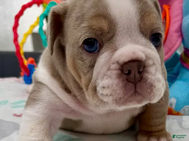 English Bulldog dogs for sale: Linda - Ad 1