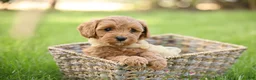 Goldendoodle dogs for sale: Ladybug - Ad 8