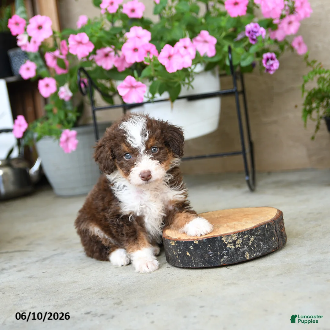 Mini Aussiedoodle dogs for sale: Pepper - Ad 1