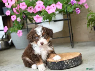 Mini Aussiedoodle dogs for sale: Pepper - Ad 1