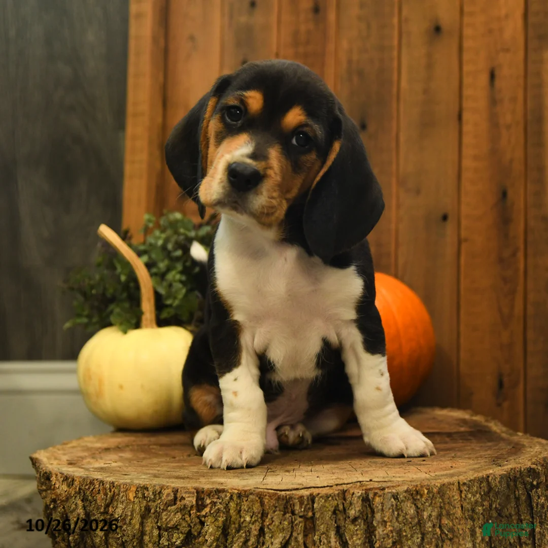 Beagle dogs for sale: Reeses - Ad 1