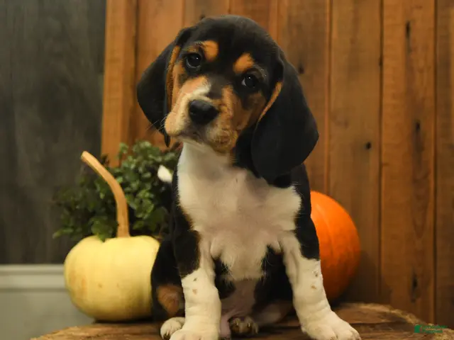 Beagle dogs for sale: Reeses - Ad 1