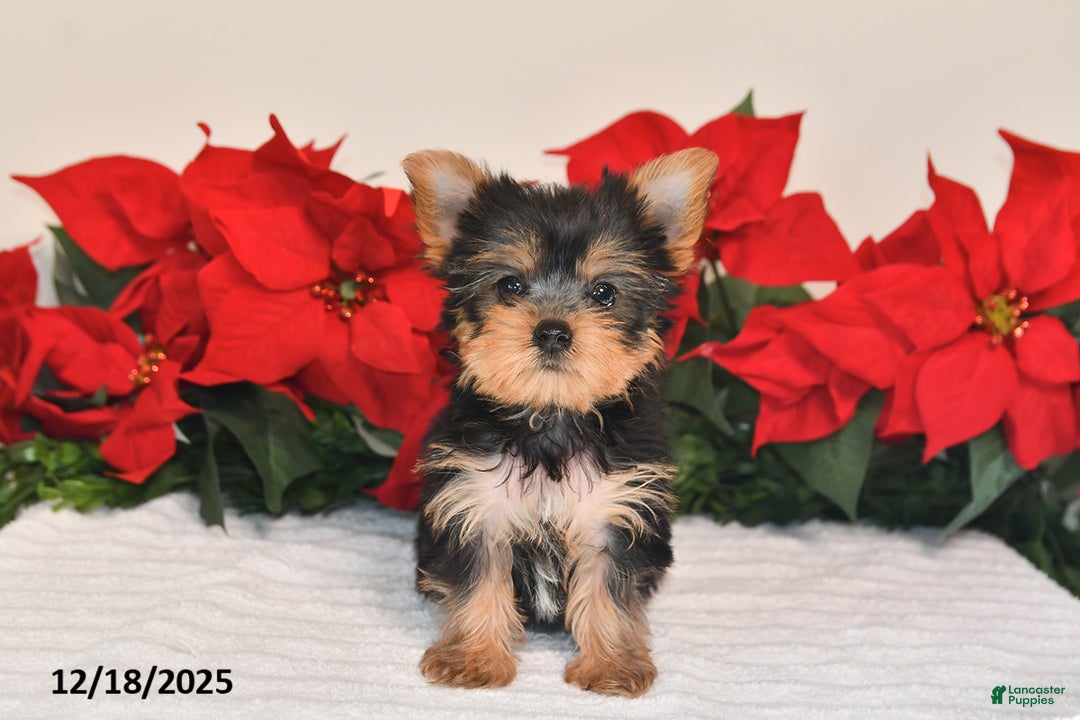 Yorkshire Terrier dogs for sale: Jaxson - Ad 5