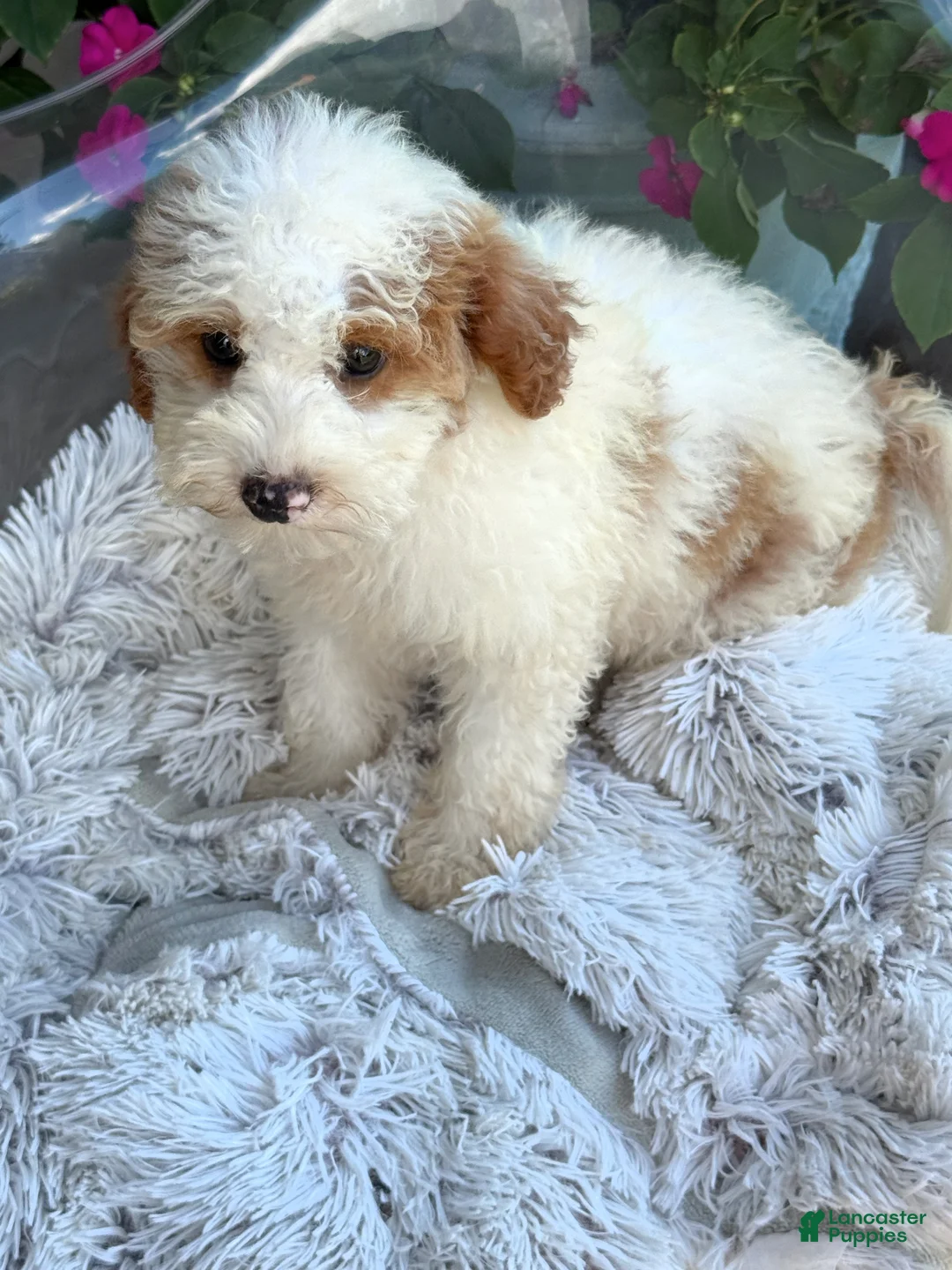 Mini Bernedoodle dogs for sale: Brook - Ad 6