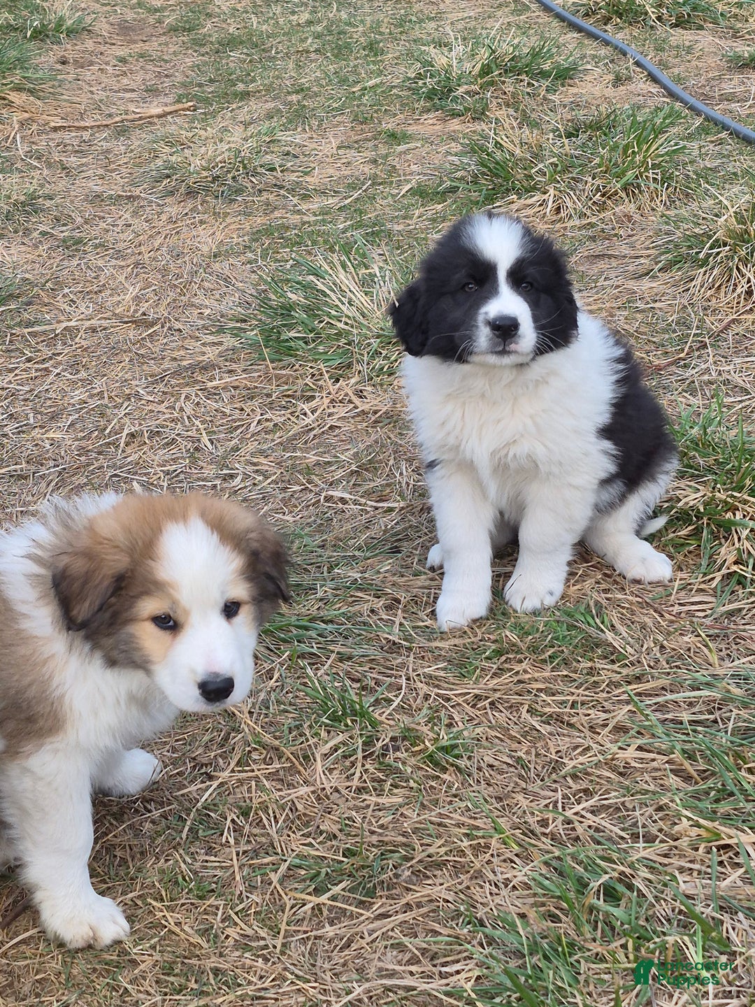 Mixed Breed dogs for sale: Merle - Ad 2