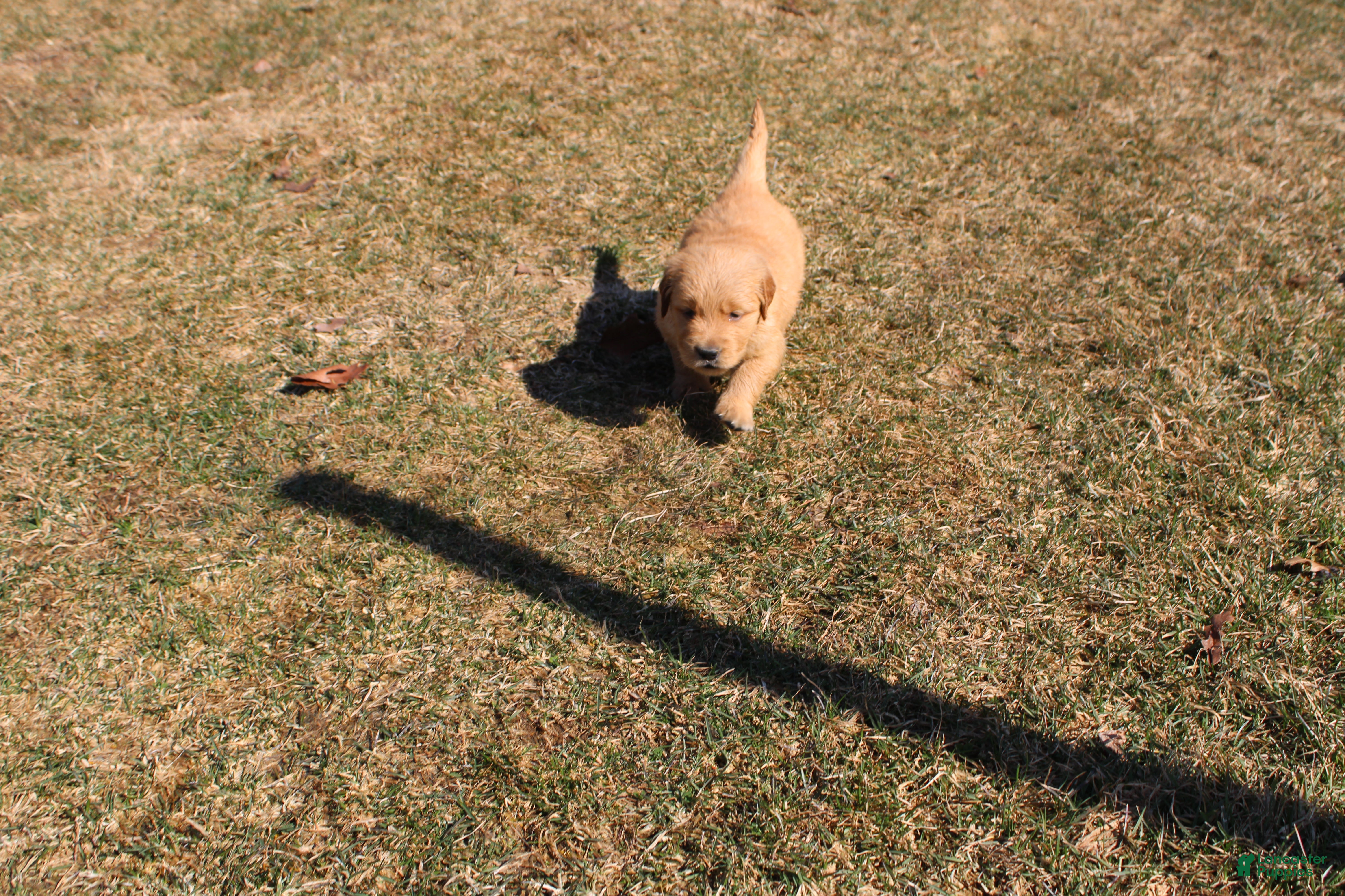 Golden Retriever dogs Cup - Ad 28