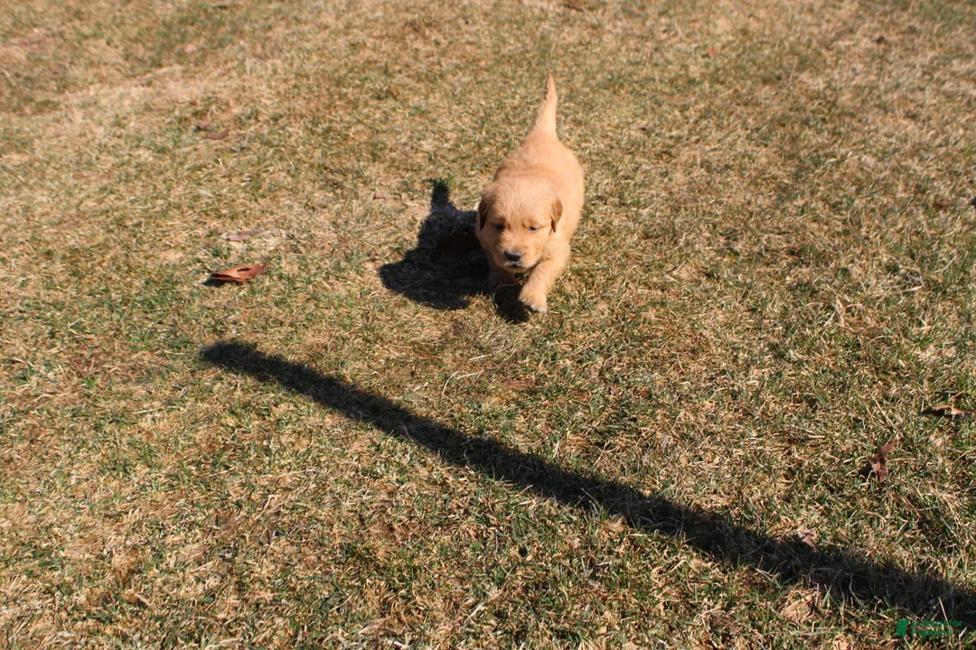 Golden Retriever dogs for sale: Cup - Ad 1