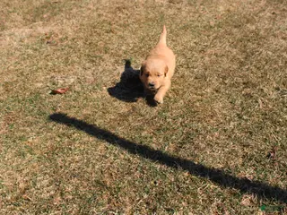 Golden Retriever dogs Cup - Ad 28