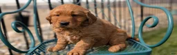 Golden Retriever dogs for sale: Daisy - Ad 5