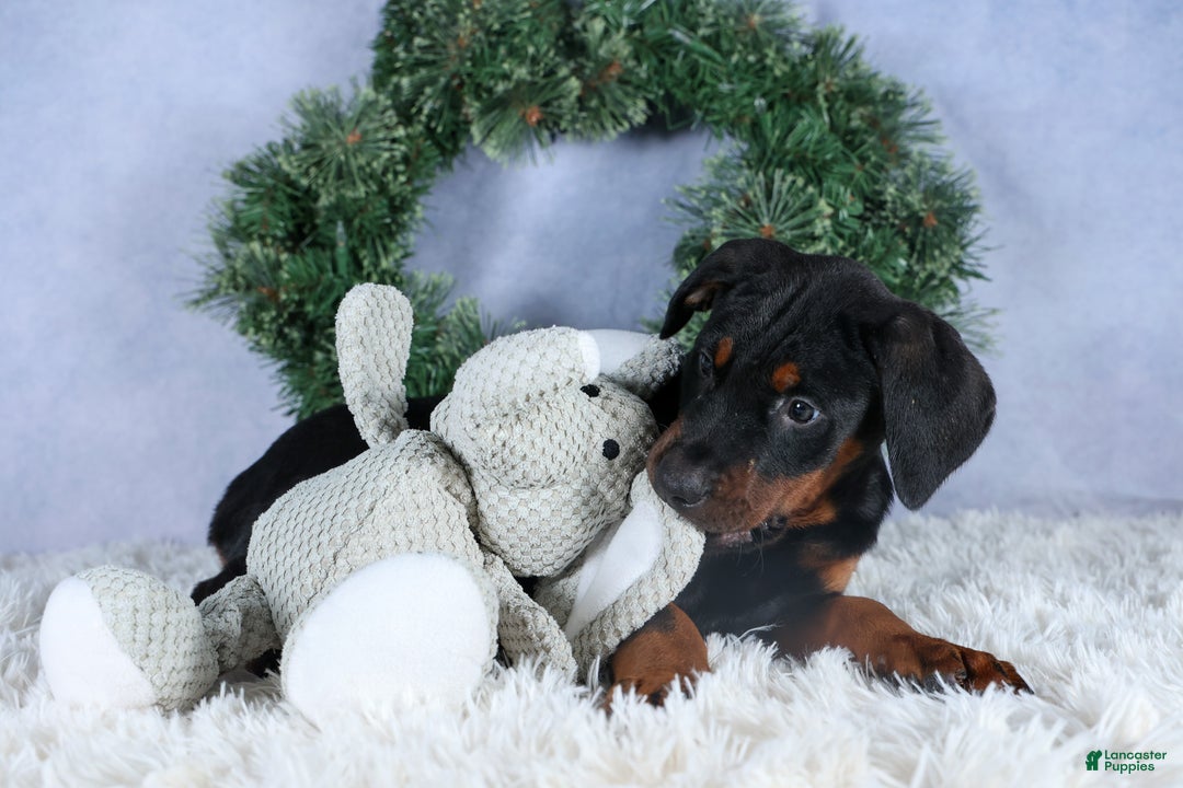 Doberman Pinscher dogs for sale: TUCKER - Ad 2