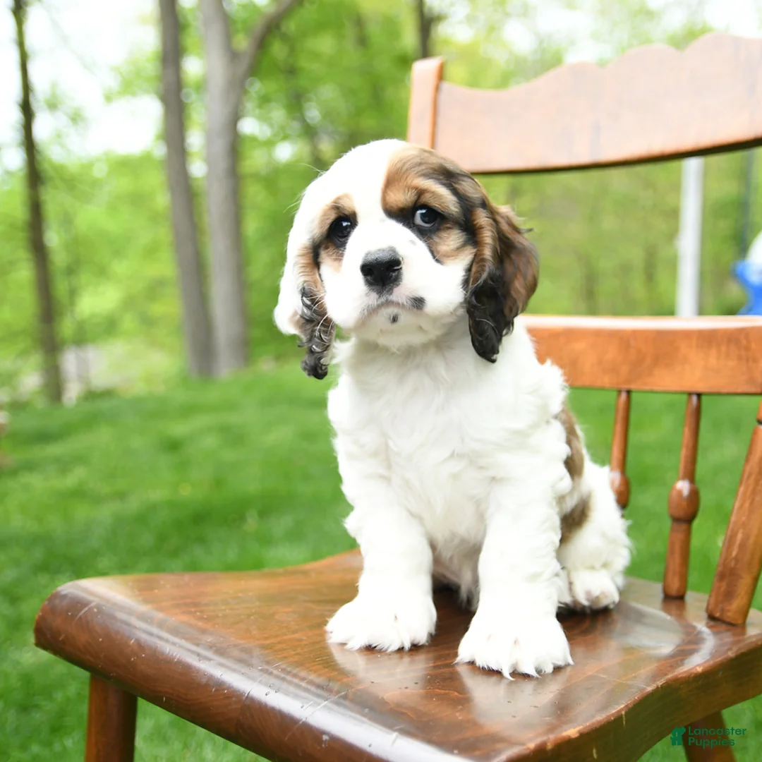 Cocker Spaniel dogs for sale: Bingo - Ad 5