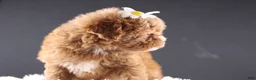 Shihpoo dogs for sale: Poppy - Ad 15