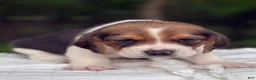 Beagle dogs for sale: Annie - Ad 4