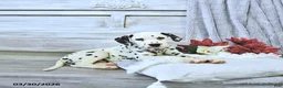 Dalmatian dogs for sale: Max - Ad 2