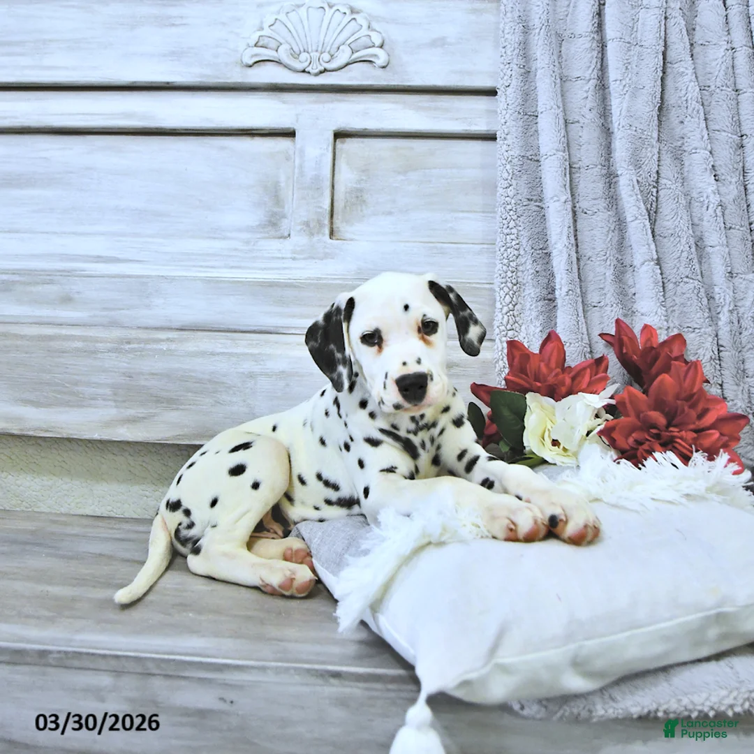 Dalmatian dogs for sale: Max - Ad 2