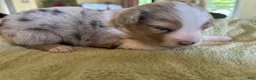 Mixed Breed dogs for sale: Leo - Ad 6