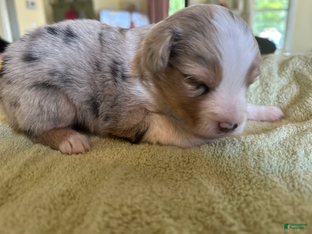 Mixed Breed dogs for sale: Leo - Ad 6