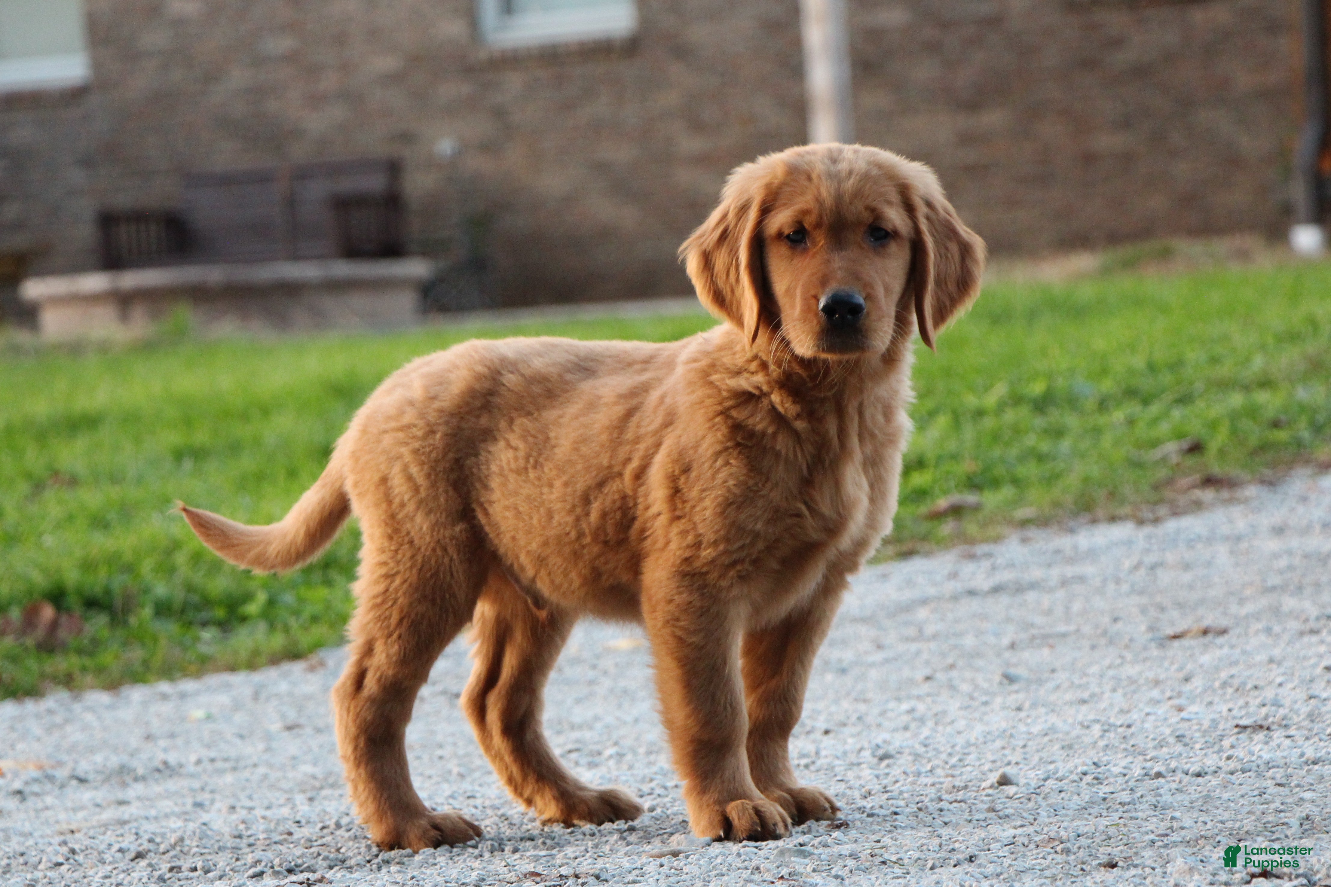 Golden Retriever dogs for sale: Azlan - Ad 2