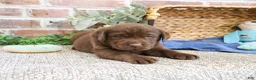 Labrador Retriever dogs for sale: Samuel  - Ad 3