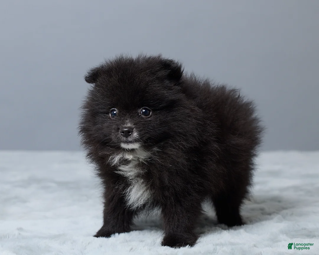 Pomeranian dogs for sale: Lainy - Ad 5
