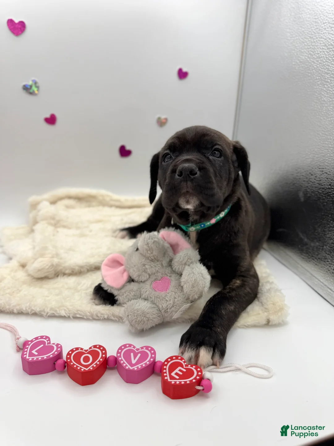 Cane Corso dogs for sale: Cane Corso Puppy 7 - Ad 8