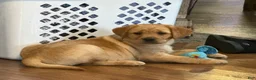 Labrador Retriever dogs for sale: Clare - Ad 5