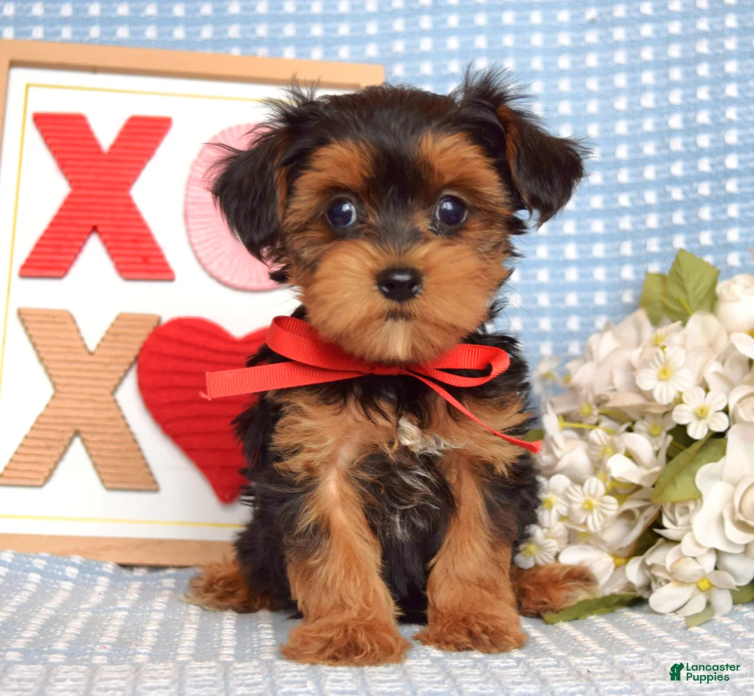 Yorkiepoo dogs for sale: Lance  - Ad 8