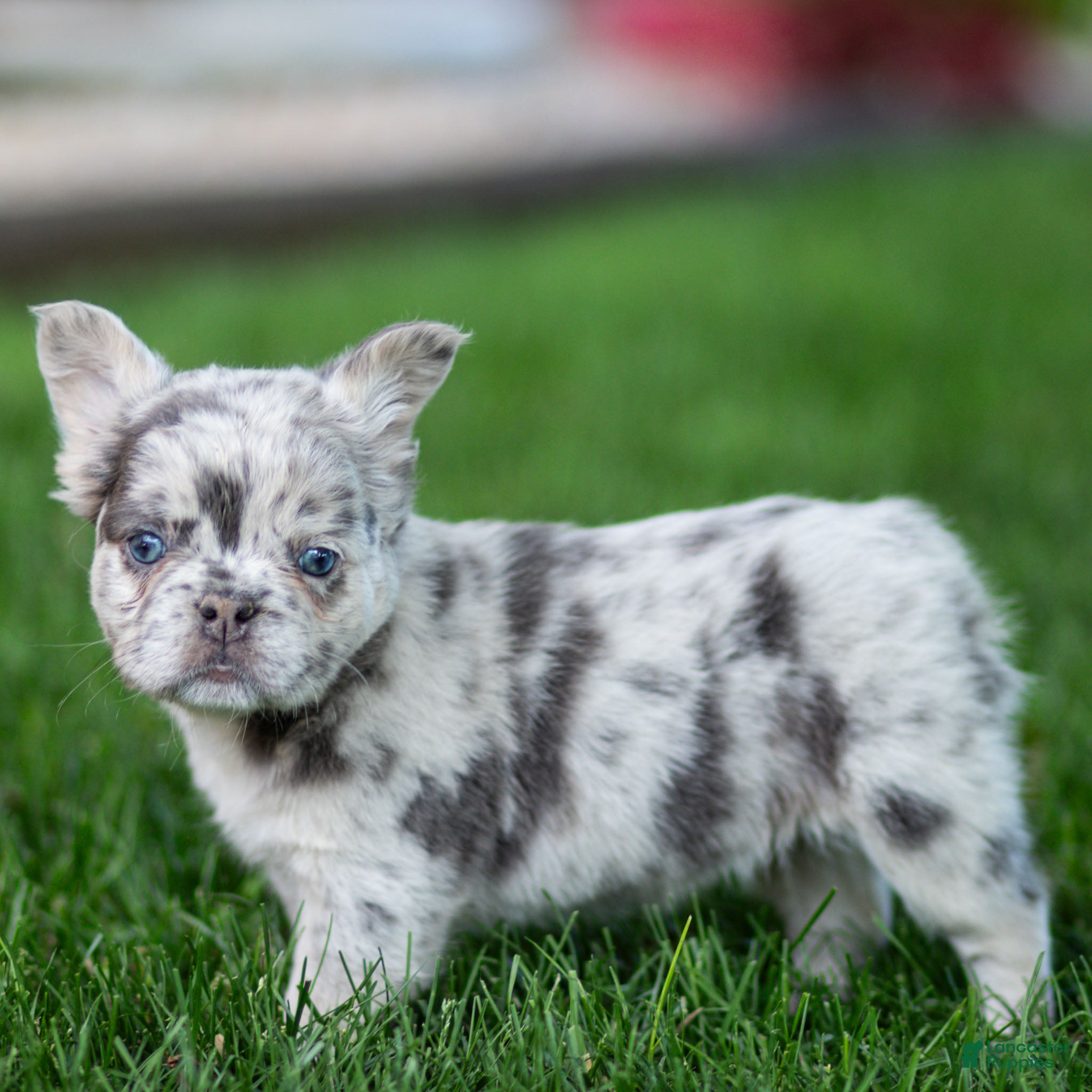 French Bulldog dogs Mel French Bulldog Puppy  - Ad 2