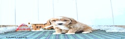 Mini Goldendoodle dogs for sale: Nicolas - Ad 2