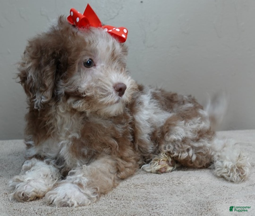 Toy Poodle dogs for sale: iven neutered 12/9/25 - Ad 1