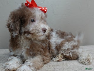 Toy Poodle dogs Iven (only one will sell) - Ad 8