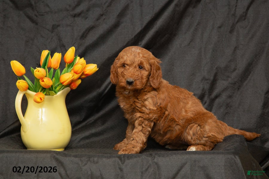 Mini Goldendoodle dogs Barbie - Ad 1