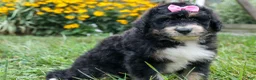 Bernedoodle dogs for sale:  Daisy🩷  - Ad 5