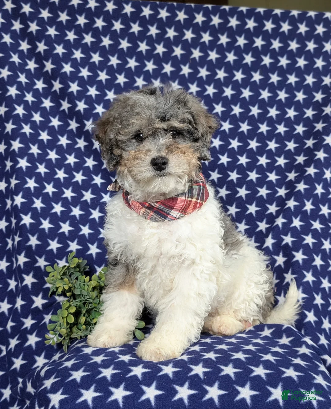 Mini Bernedoodle dogs for sale: Armondo Hypoallergenic  - Ad 4